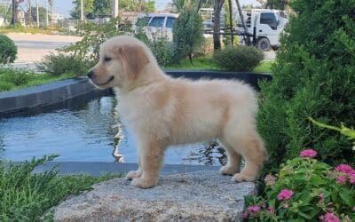Facebook Marketplace Scam Alert: Beware of Fake Pet Sales